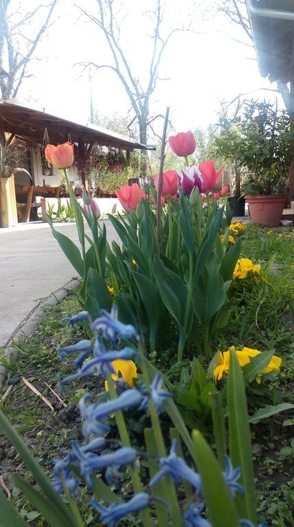 Farm Stay Lackovic Bilje Bagian luar foto