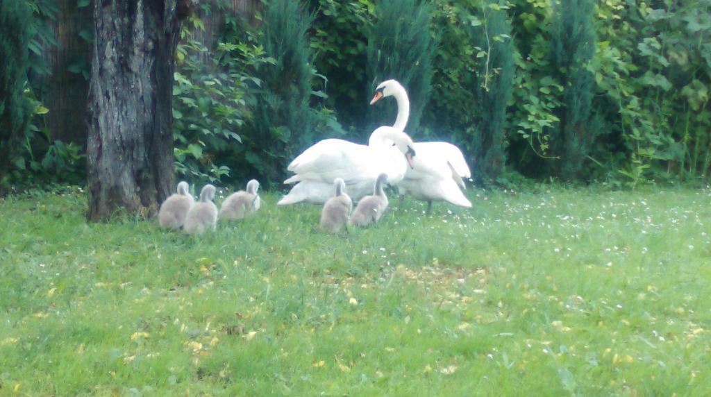 Farm Stay Lackovic Bilje Bagian luar foto